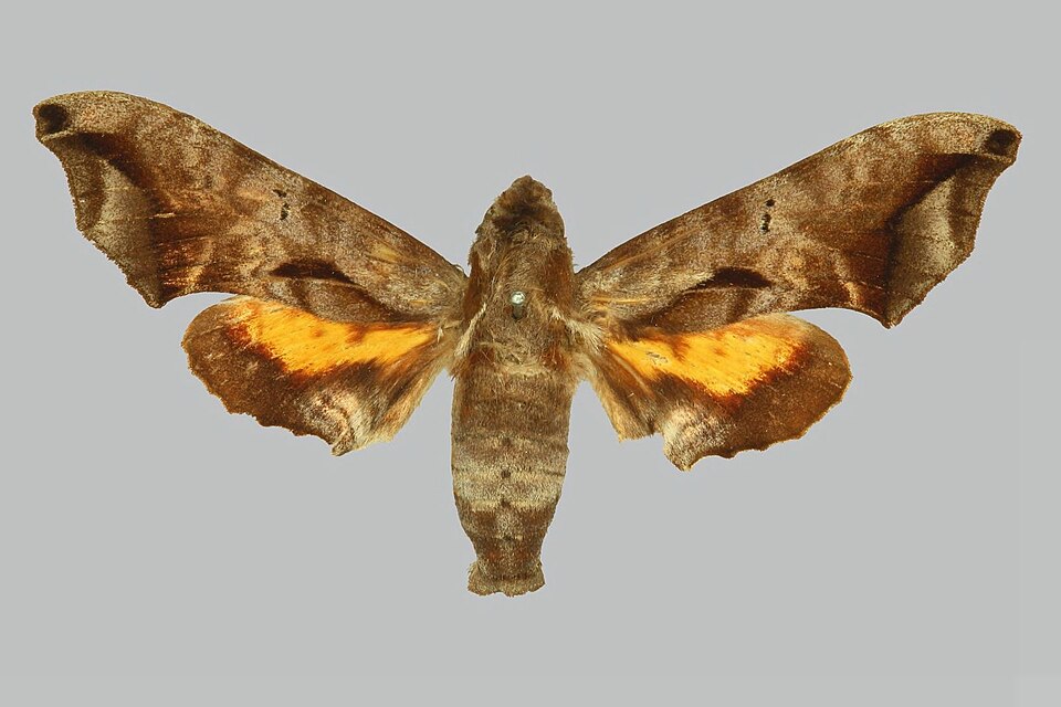 Fayl:Nyceryx maxwelli BMNHE274427 female up.jpg