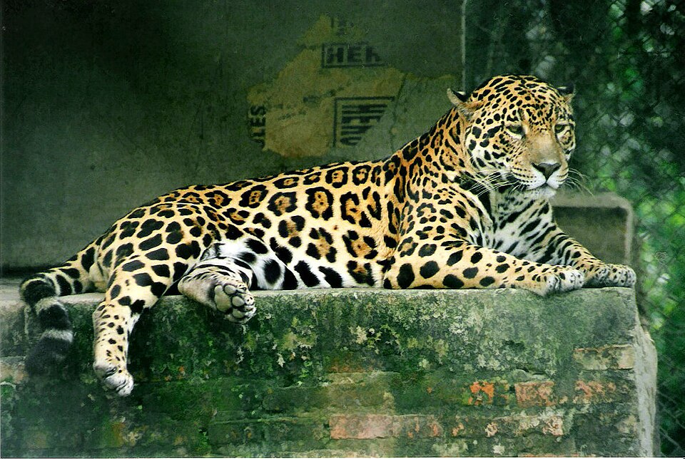 Fayl:Panthera onca.jpg