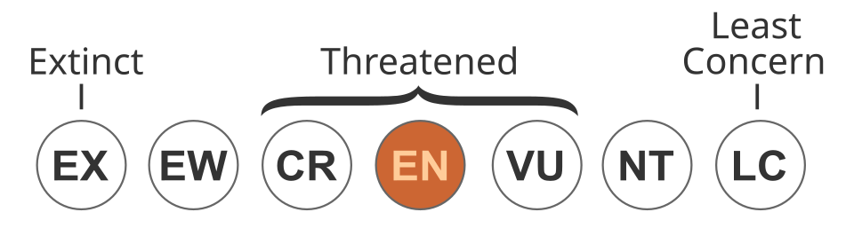 Fayl:Status iucn3.1 EN.svg