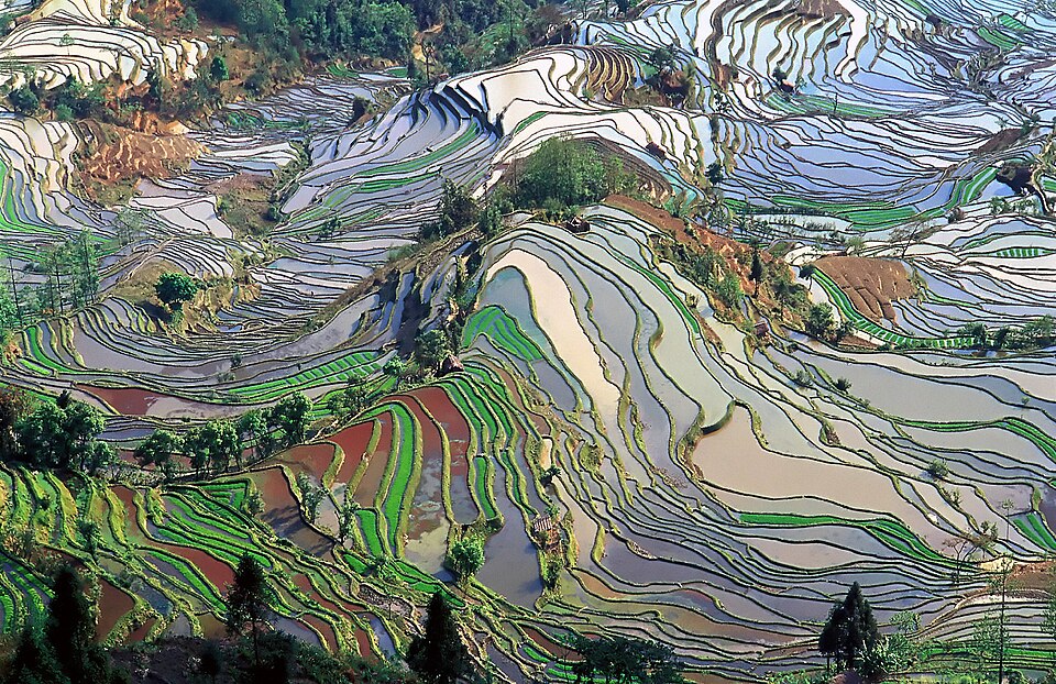 Fayl:Terrace field yunnan china denoised.jpg