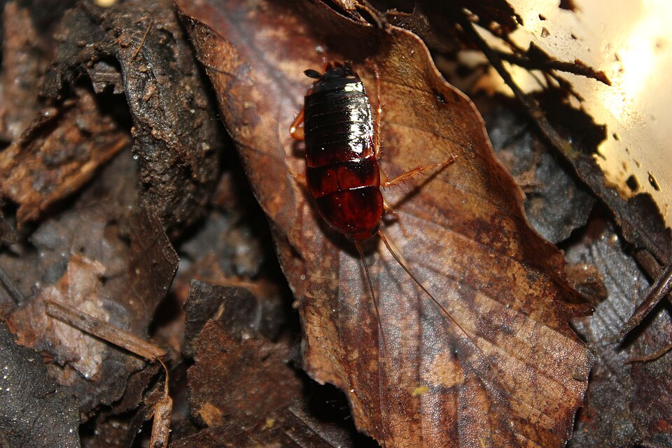 Fayl:Turkistan Roach nymph in leaves.jpg