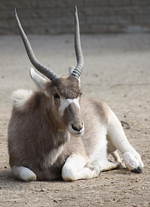 Fayl:Addax 057.jpg