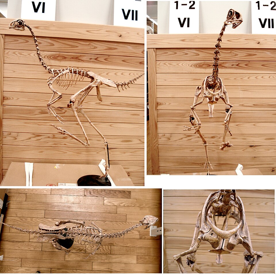 Fayl:Avimimus multiviews.jpg