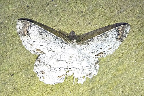 E. anonaria Wayra, Ecuador