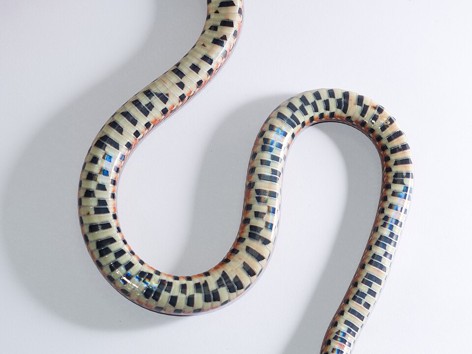 Fayl:Euprepiophis conspicillata-.jpg