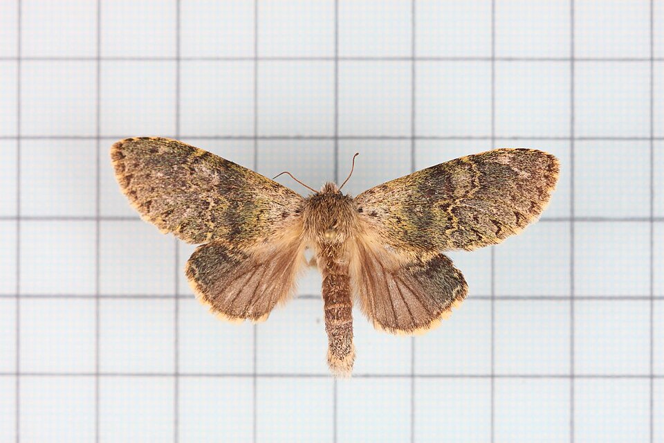 Fayl:Stauropus sikkimensis lushanus.jpg