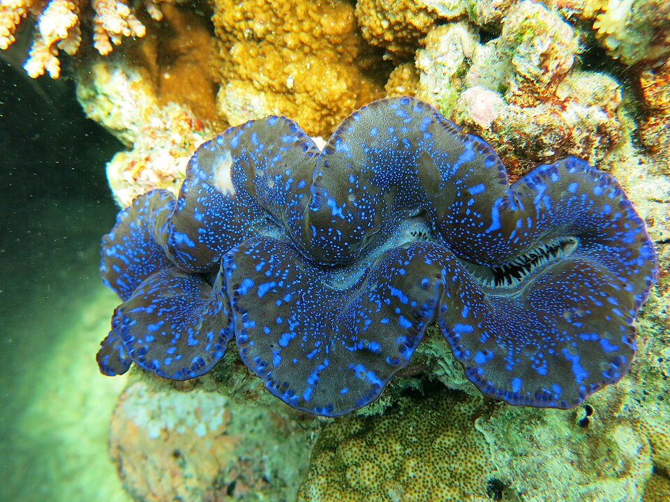 Fayl:Tridacna maxima Thiladhoo.JPG