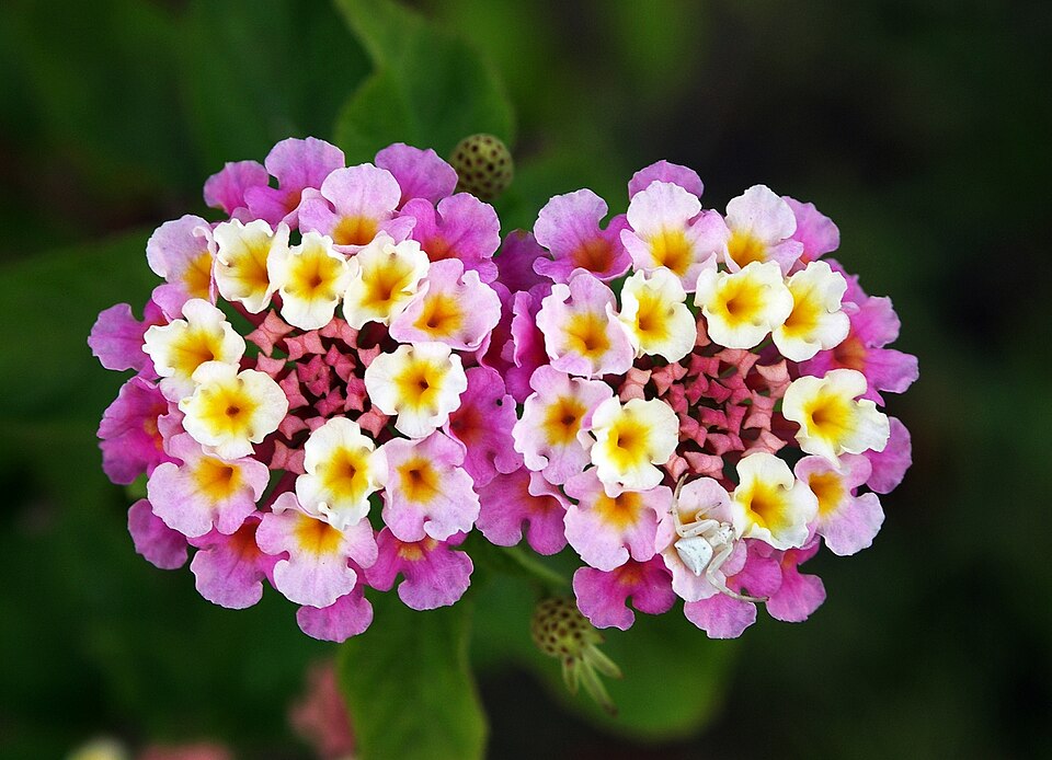 Fayl:Twin lantana camara edit.jpg