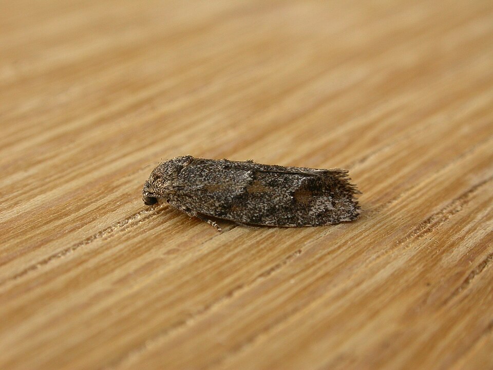 Fayl:Agriophara nodigera.jpg
