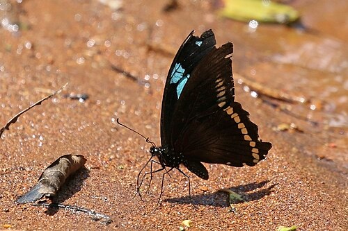 Kakamega o‘rmoni, Keniyada