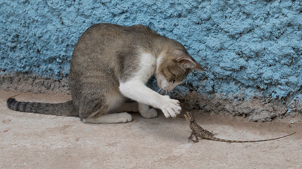 Fayl:Cat playing with a lizard.jpg