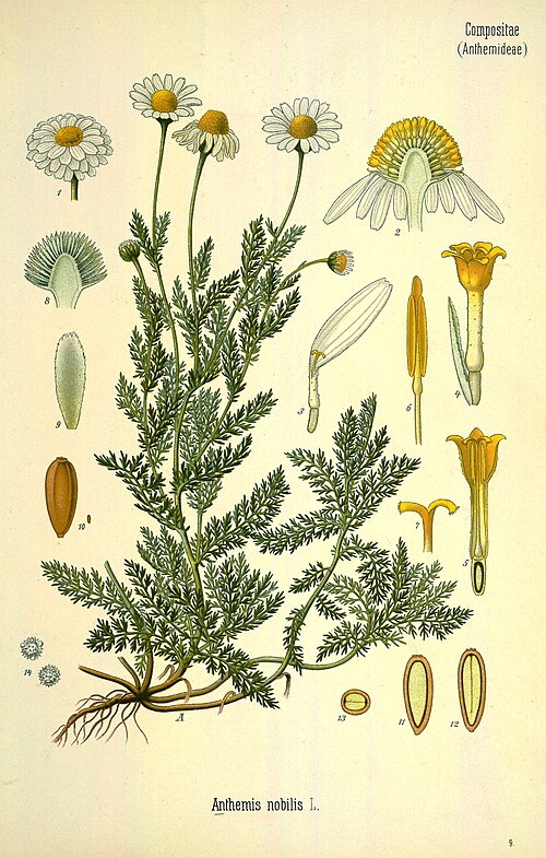 Fayl:Chamaemelum nobile.jpg