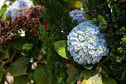 "Hydrangea macrophylla guli"