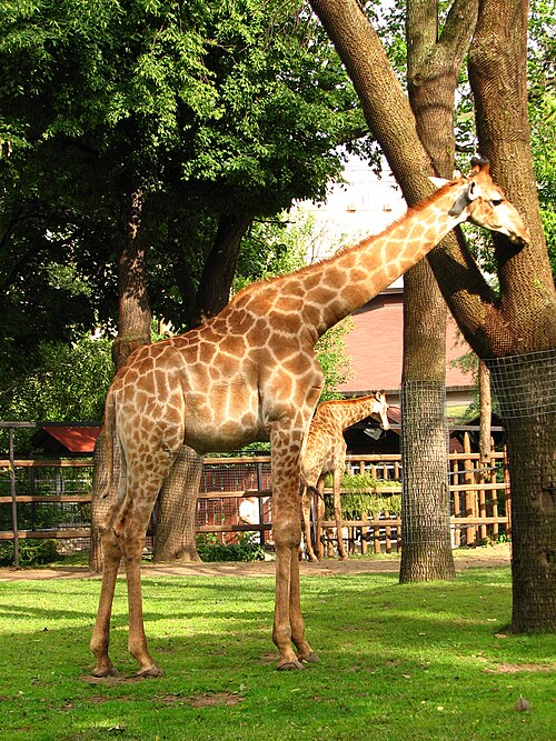 Fayl:Giraffa camelopardalis 02.JPG