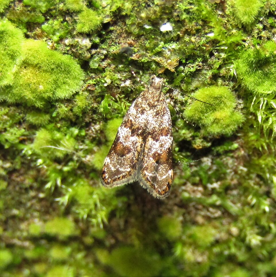 Fayl:Gymnobathra omphalota 103204742.jpg