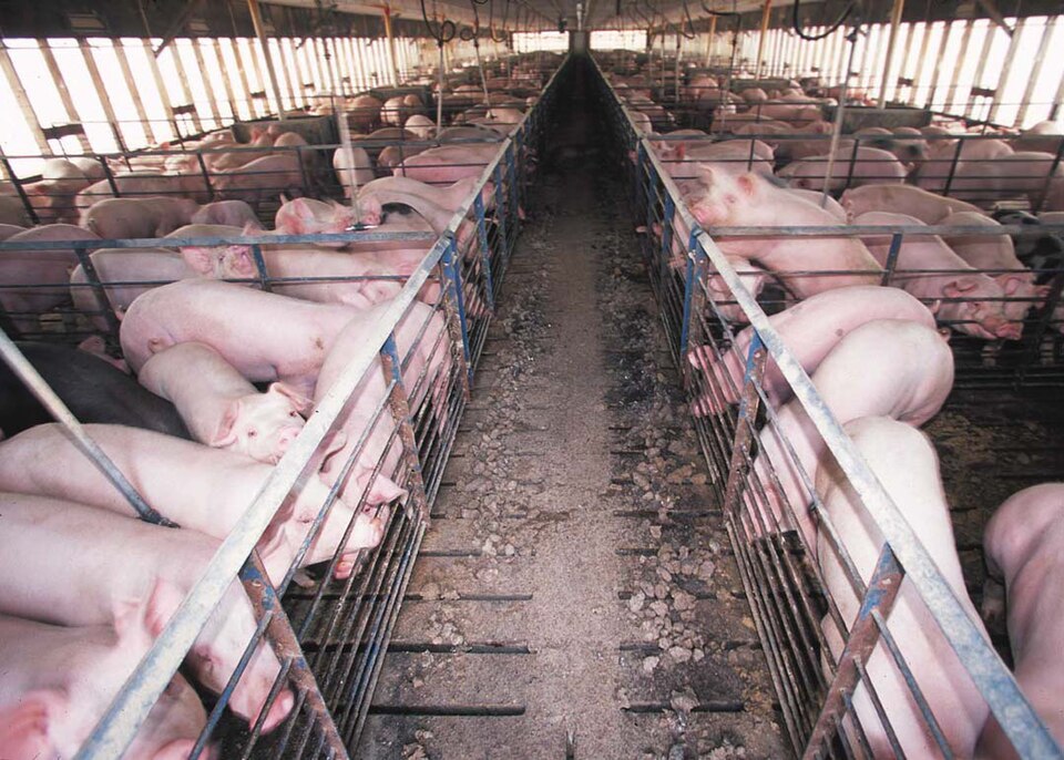 Fayl:Hog confinement barn interior.jpg