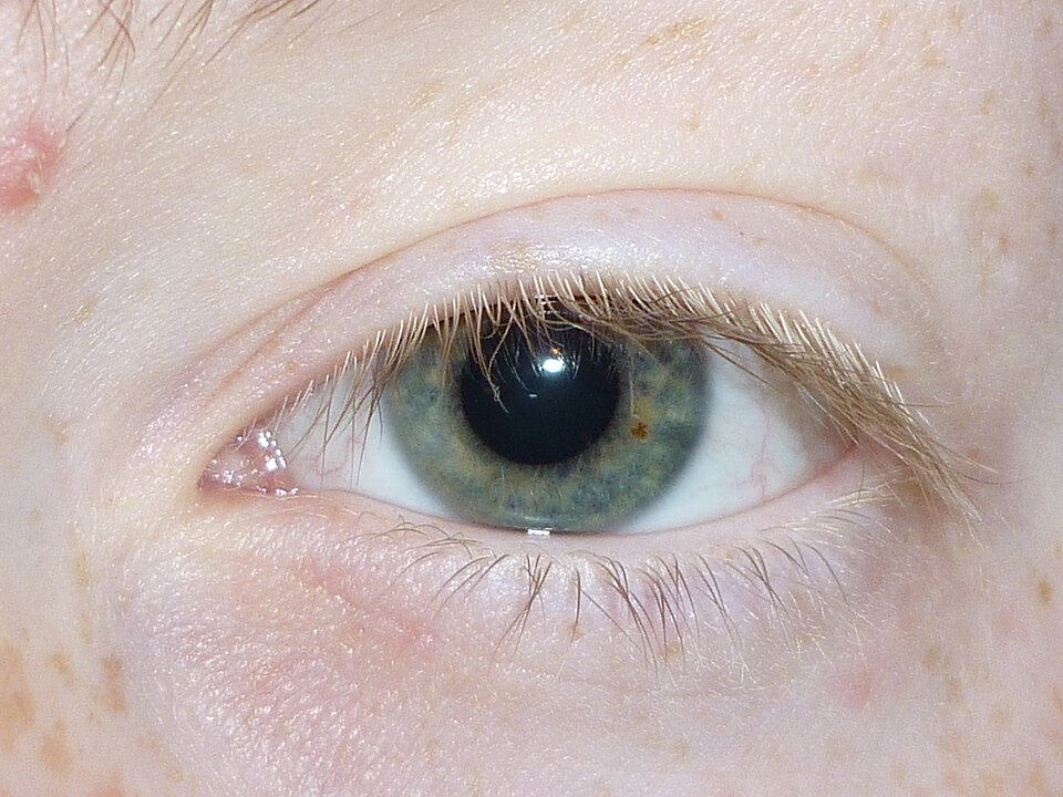 Fayl:Human left eye.jpg