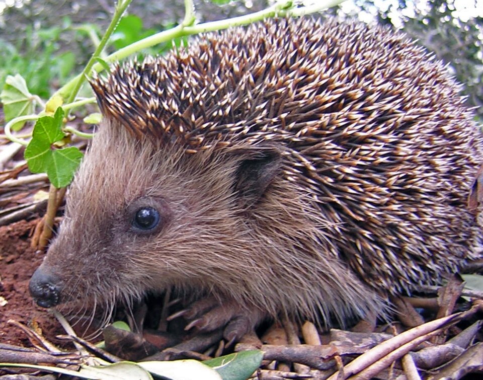 Fayl:Igel.JPG