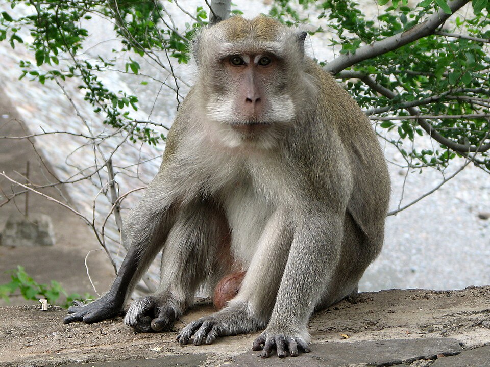 Fayl:Macaque a longue queue.jpg