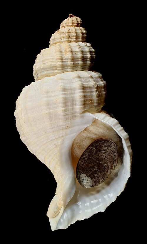 Fayl:Fusitriton oregonensis 4.jpg