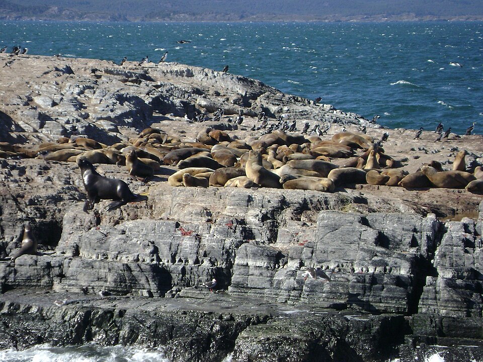 Fayl:Isla de los Lobos. Beagle.JPG
