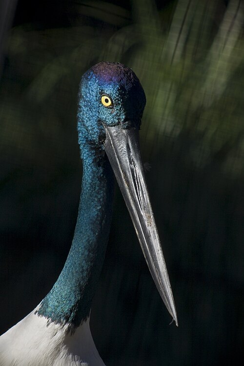 Fayl:Jabiru (3656994868).jpg