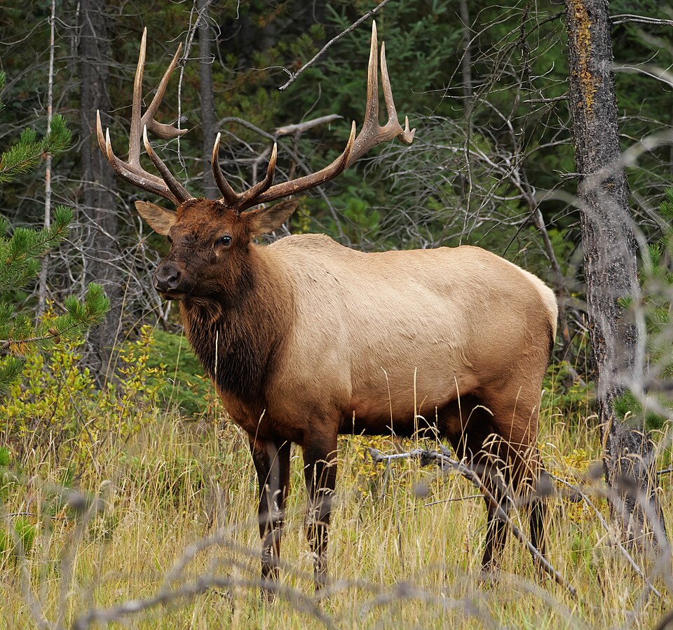 Fayl:Jasper.Wapiti-Hirsch.P1033401.jpg