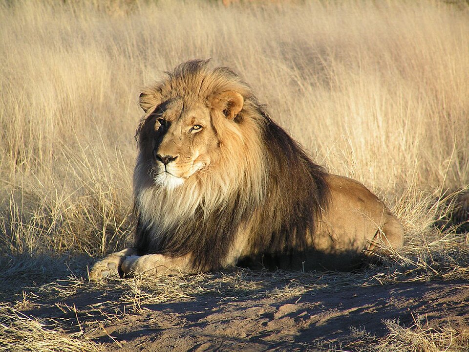 Fayl:Lion waiting in Namibia.jpg