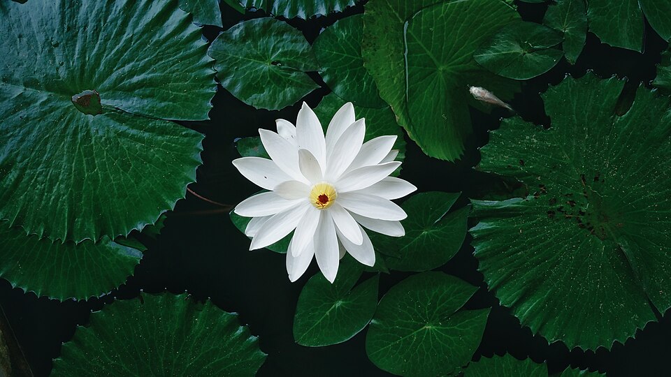 Fayl:Nymphaea Lotus.jpg