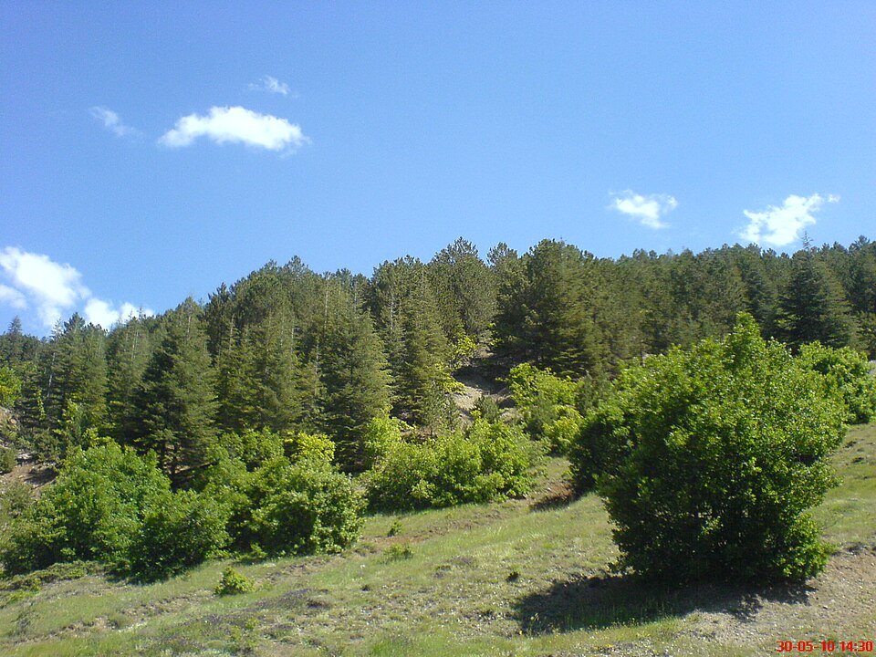 Fayl:Orman - panoramio (1).jpg
