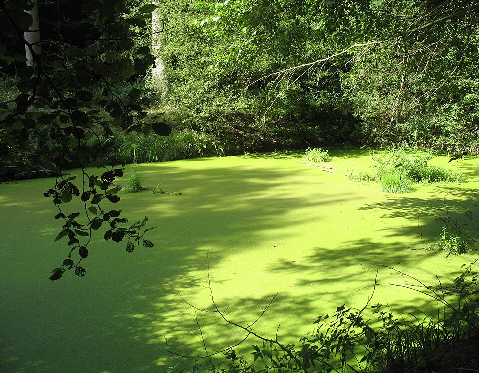 Fayl:Reinbach pond.jpg