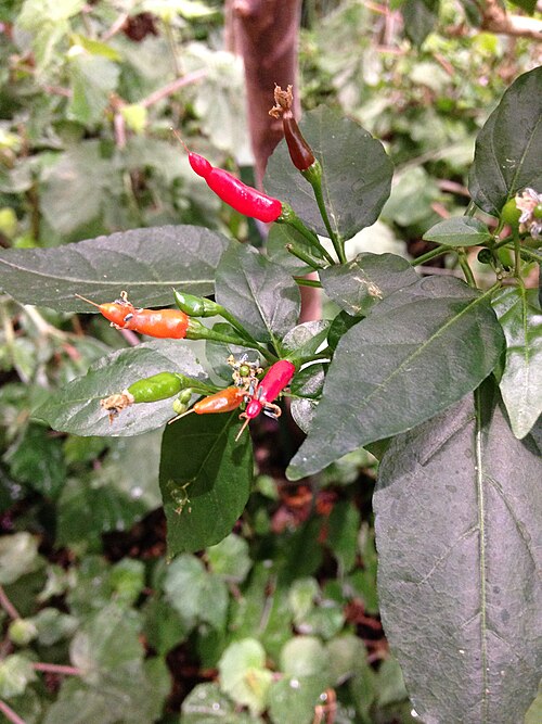 Fayl:Tabasco.JPG