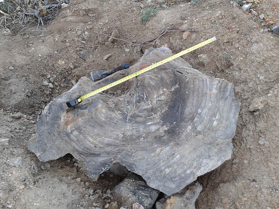 Fayl:Árbol petrificado.jpg
