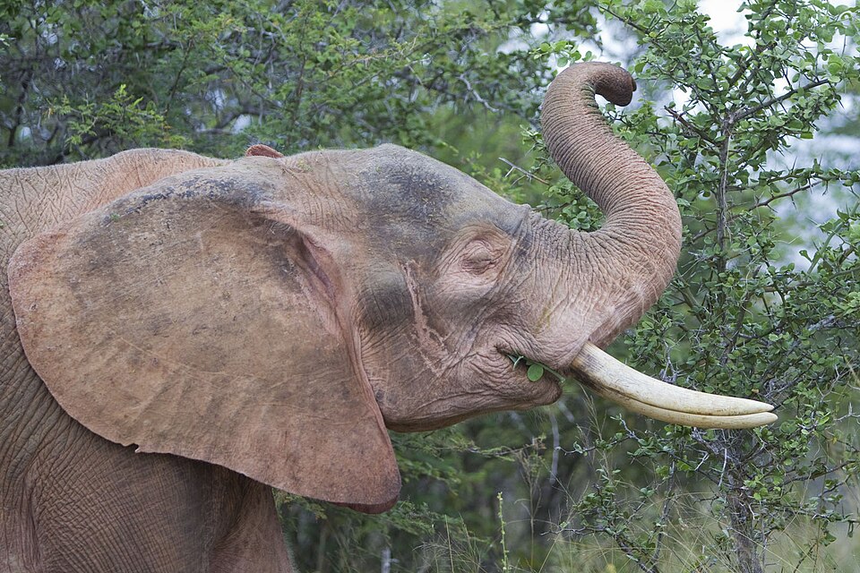 Fayl:2012-kruger-albino-elephant.jpg