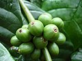 Coffea canephora mevalari