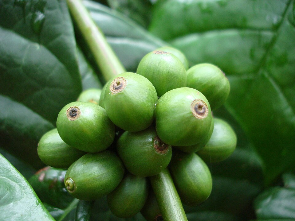 Fayl:Coffea canephora berries.JPG