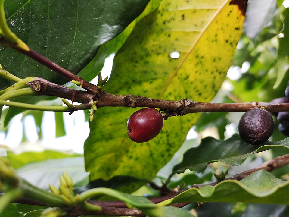 Fayl:Coffee arabica cherry.jpg