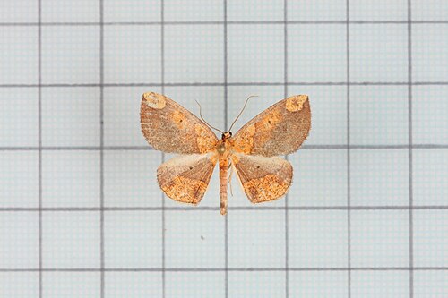 Crypsicometa