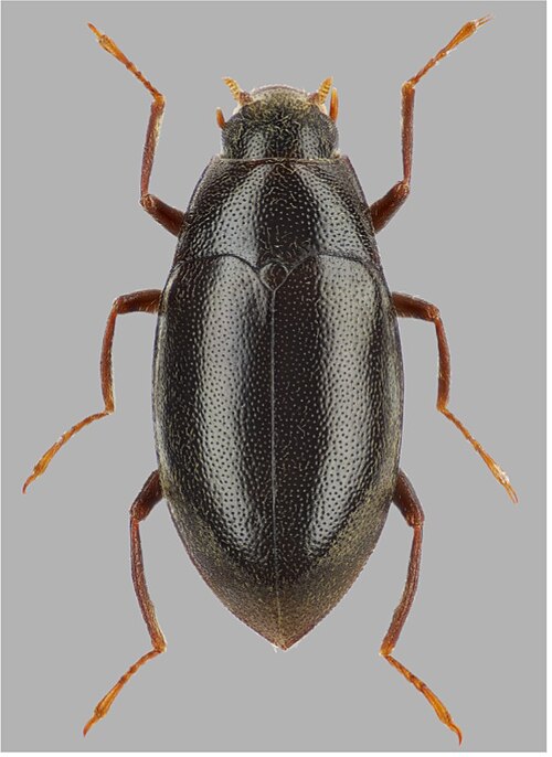 Fayl:Elmomorphus dentipes.jpg