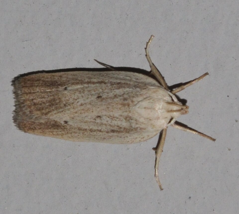 Fayl:Gonioterma mistrella (15121826832).jpg