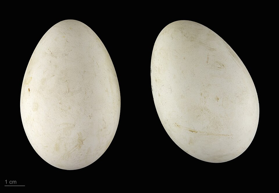 Fayl:Mycteria ibis MHNT.ZOO.2010.11.62.4.jpg