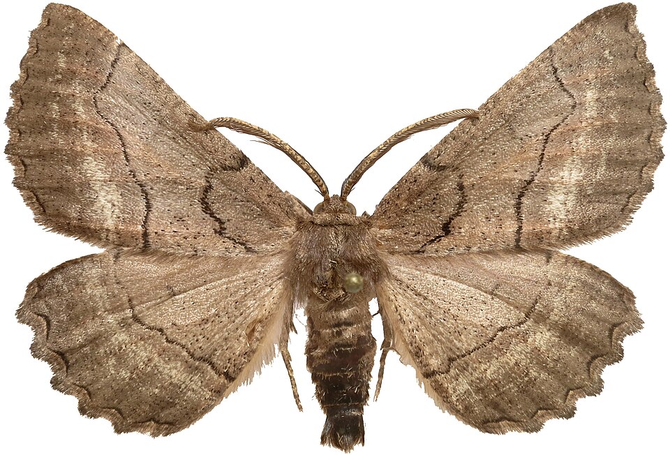 Fayl:Nychiodes obscuraria male.jpg