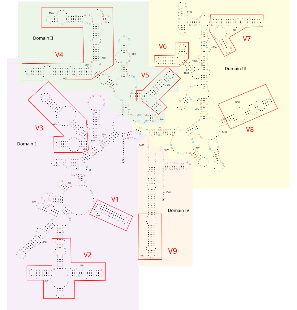 Fayl:16S domain structure.svg