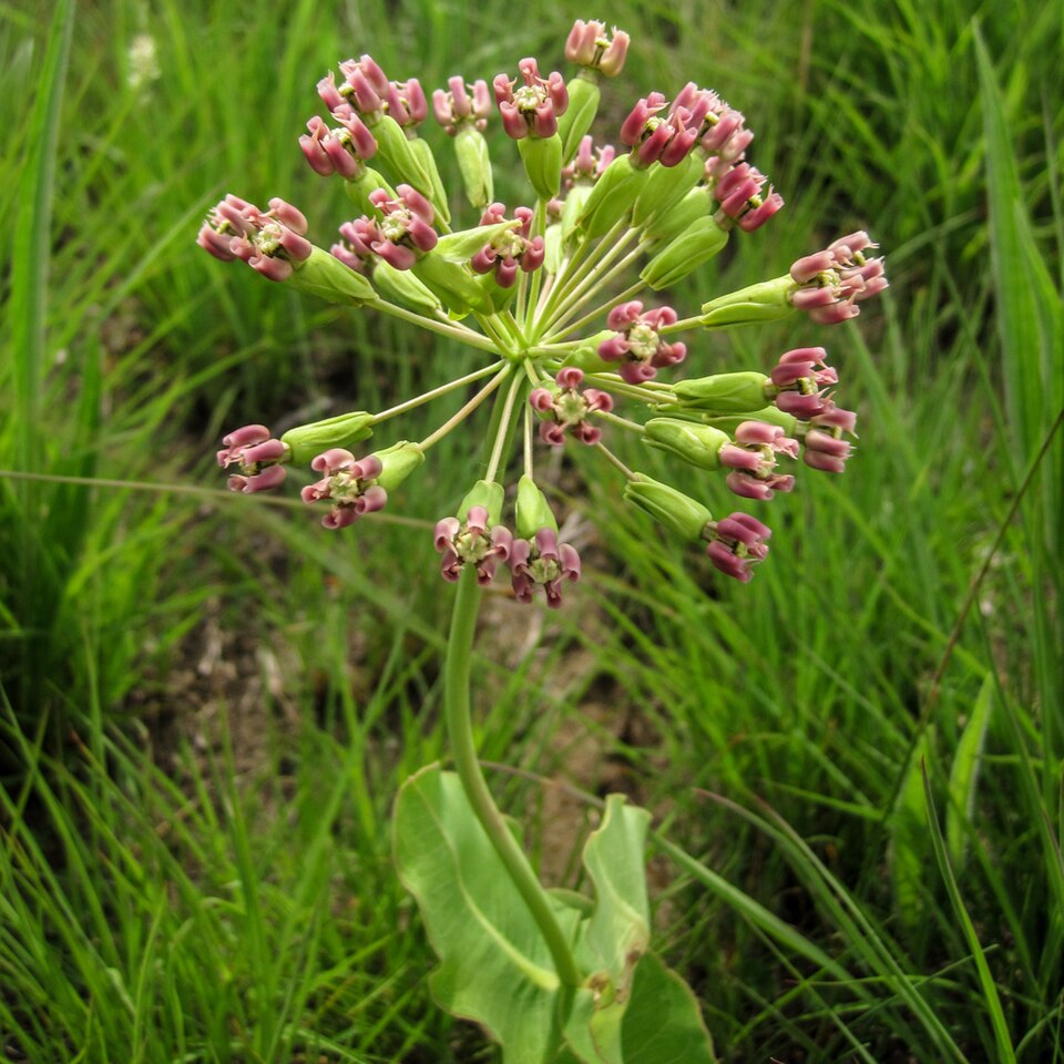 Fayl:Asclepias amplexicaulis.jpg