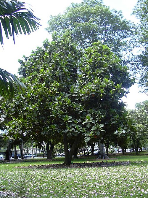 Fayl:Breadfruit Tree.jpg