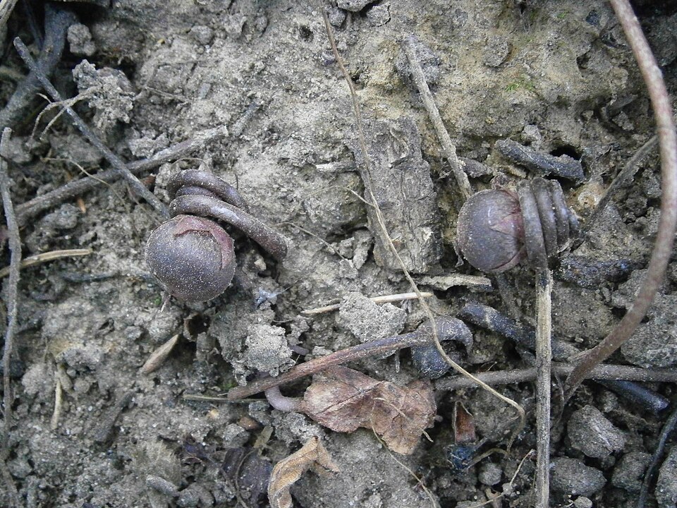 Fayl:Cyclamen purpurascens seed pods.JPG