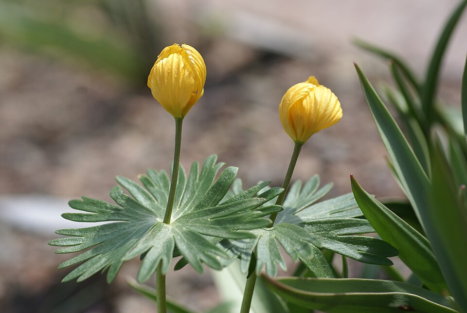 Fayl:Eranthis longistipitata 02.jpg