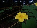 Momordica charantia