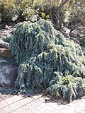 A. baileyana, Illawarra Grevillea Park, Bulli, Yangi Janubiy Uels