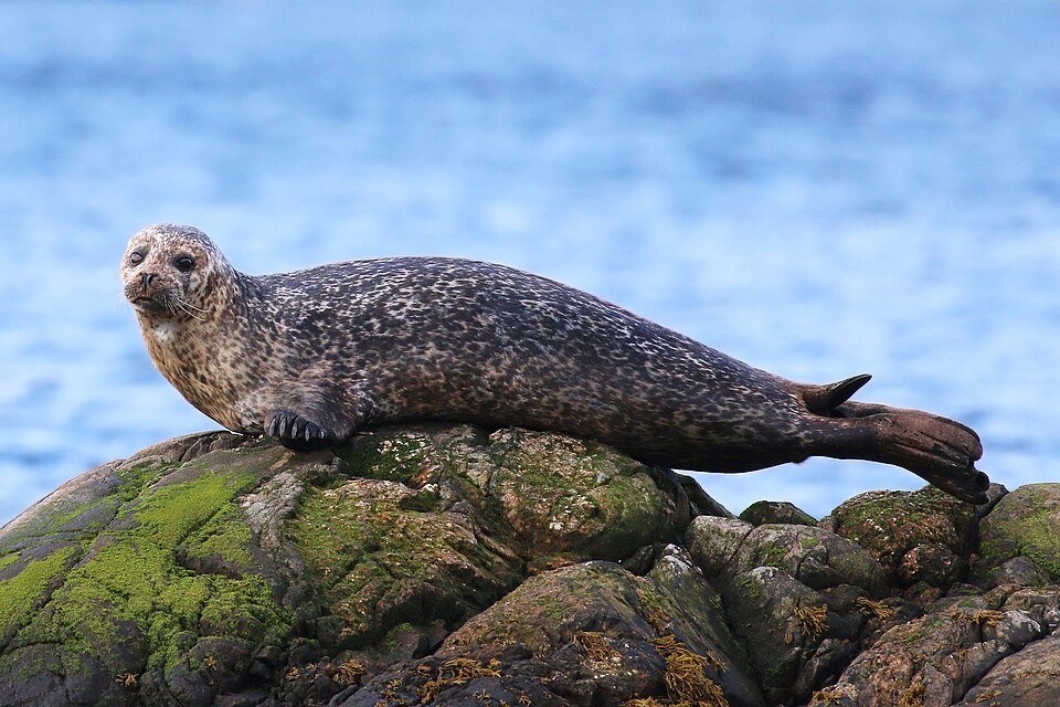 Fayl:Common seal (Phoca vitulina).jpg